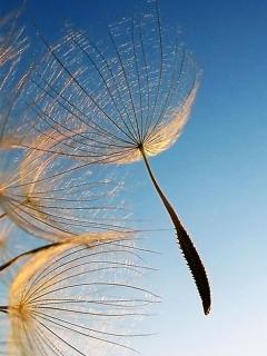 贵州成人高考本科文凭可以报考公务员吗?