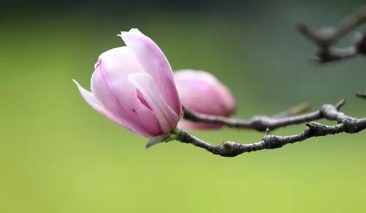 贵州成考脱产学习方式的是属于全日制吗?