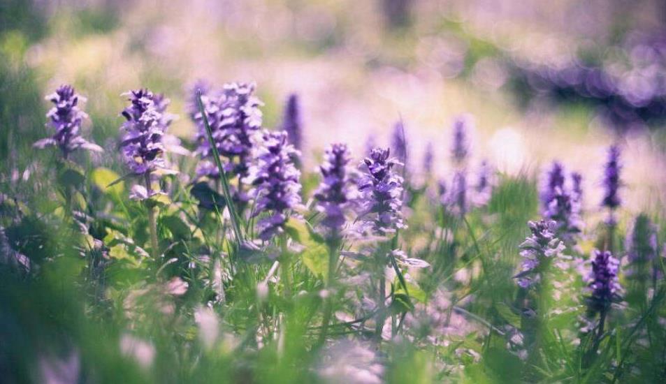 专科学历在学信网上查询不到是否可以报考成人高考本科?