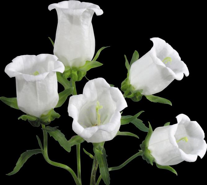 贵州成考函授专升本需要读几年?