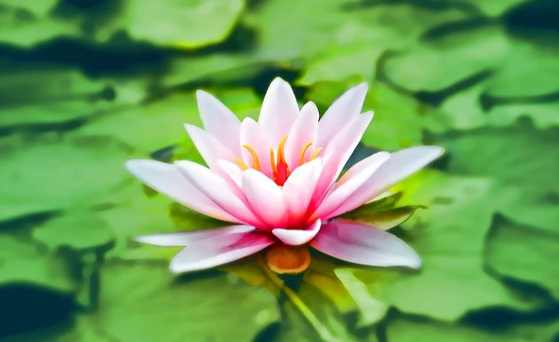 贵州成人高考高中学历可以函授本科吗?